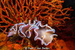 Glorious Frilled Nudibranch by Peet J Van Eeden 